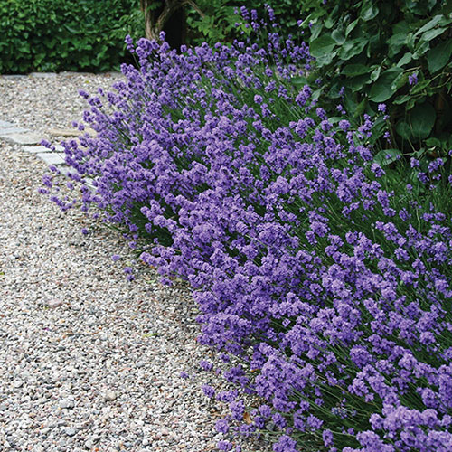Lavender English Hidcote Hedging Lavender English Hidcote Hedging
