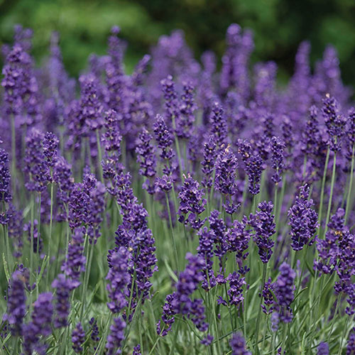 Lavender English Hidcote Hedging Lavender English Hidcote Hedging