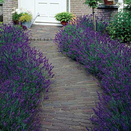 Lavender English Hidcote Hedging Lavender English Hidcote Hedging