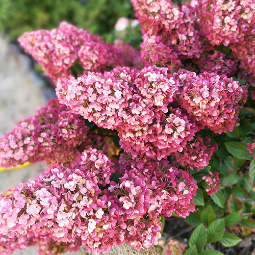 Hydrangea Sundae Fraise Hydrangea Sundae Fraise