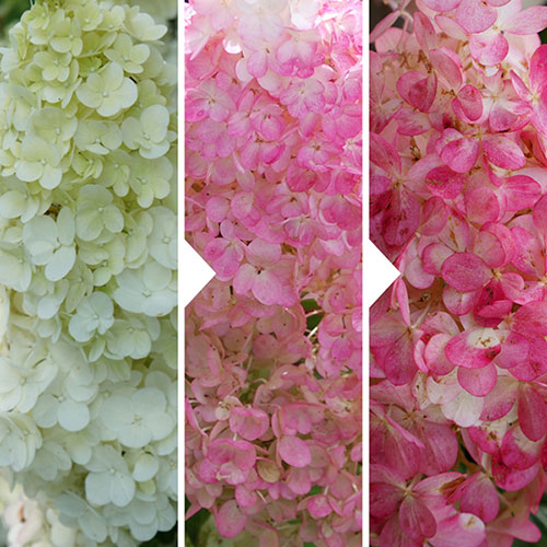 Hydrangea Sundae Fraise Hydrangea Sundae Fraise