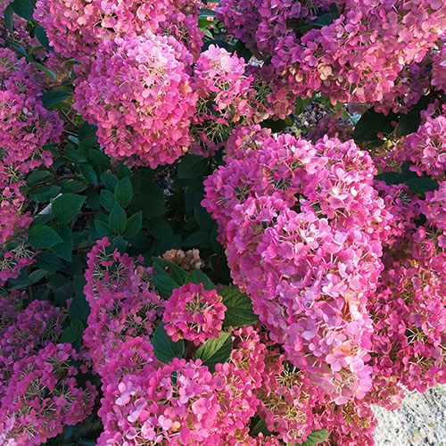 Hydrangea Sundae Fraise Hydrangea Sundae Fraise