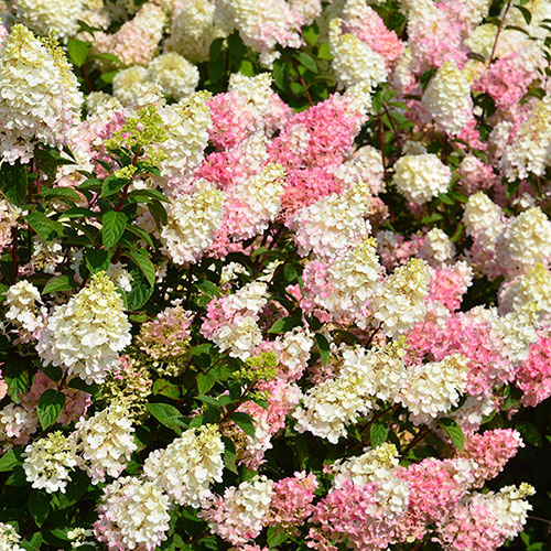 Hydrangea Sundae Fraise Hydrangea Sundae Fraise