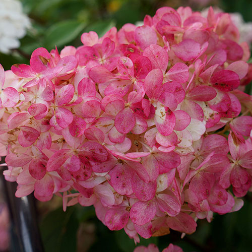 Hydrangea Sundae Fraise Hydrangea Sundae Fraise