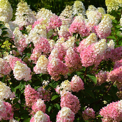 Hydrangea Sundae Fraise Hydrangea Sundae Fraise