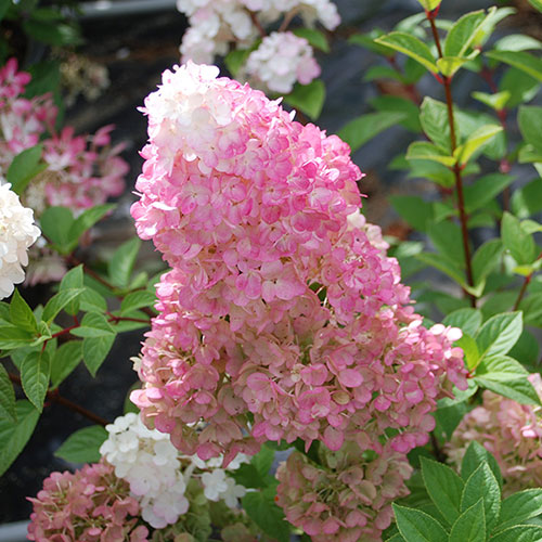 Hydrangea Sundae Fraise Hydrangea Sundae Fraise