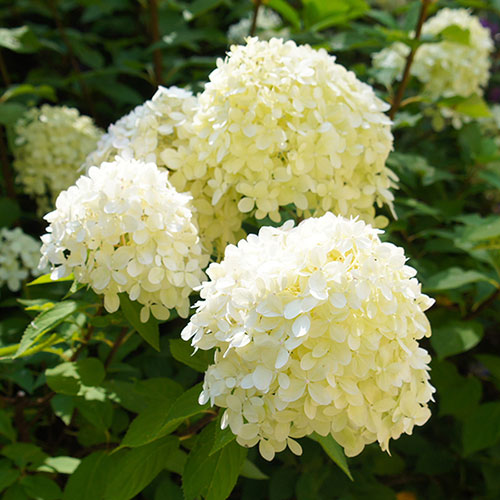 Hydrangea Silver Dollar Hydrangea Silver Dollar