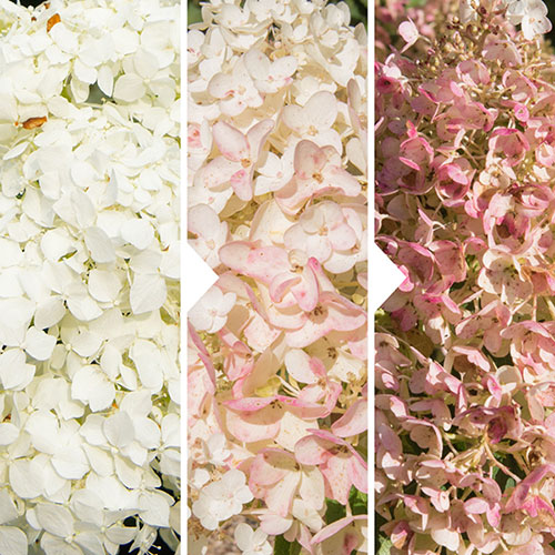 Hydrangea Silver Dollar Hydrangea Silver Dollar