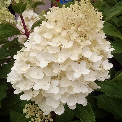 Hydrangea Silver Dollar Hydrangea Silver Dollar