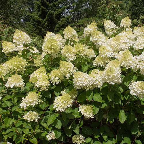 Hydrangea Silver Dollar Hydrangea Silver Dollar