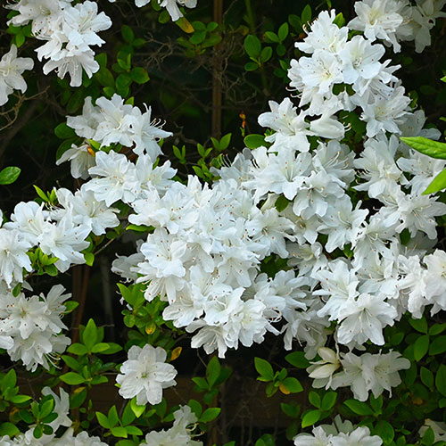 Azalea Encore Azalea Encore