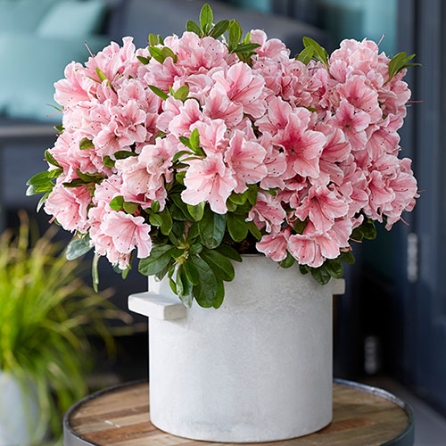 Azalea Encore Sunburst Azalea Encore Sunburst