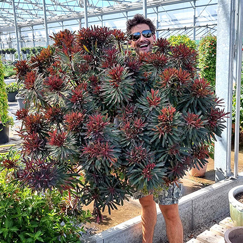 Euphorbia Miners Merlot Euphorbia Miners Merlot