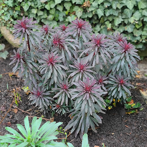 Euphorbia Miners Merlot Euphorbia Miners Merlot