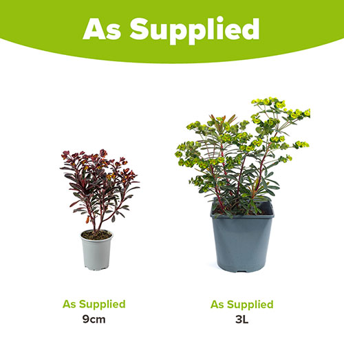 Euphorbia Miners Merlot Euphorbia Miners Merlot