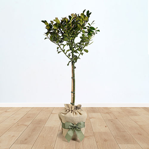 Gift Wrapped Standard Holly Trees Gift Wrapped Standard Holly Trees