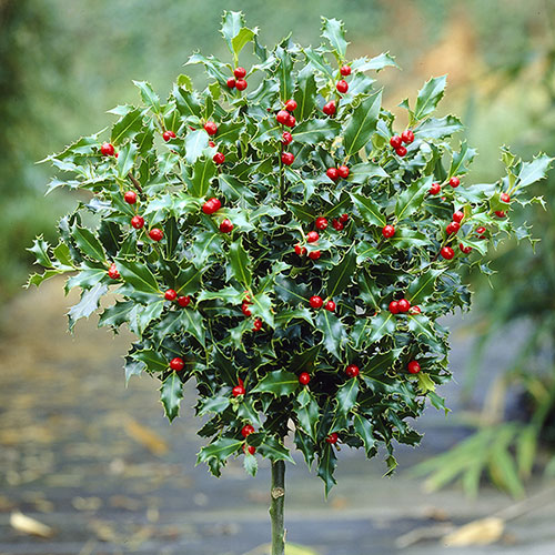 Gift Wrapped Standard Holly Trees Gift Wrapped Standard Holly Trees