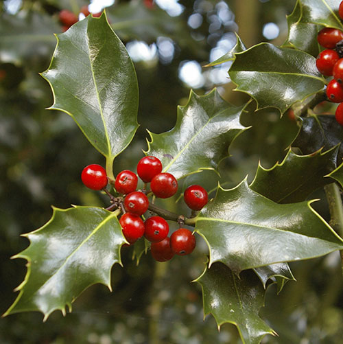 Gift Wrapped Standard Holly Trees Gift Wrapped Standard Holly Trees