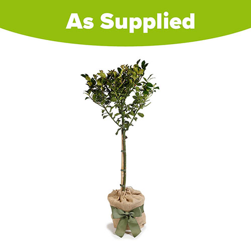 Gift Wrapped Standard Holly Trees Gift Wrapped Standard Holly Trees