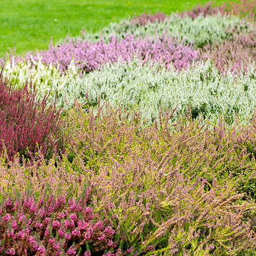 Four Seasons Heather Collection Four Seasons Heather Collection