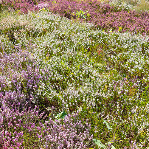 Four Seasons Heather Collection Four Seasons Heather Collection
