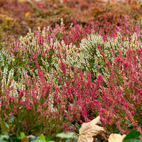 Four Seasons Heather Collection Four Seasons Heather Collection