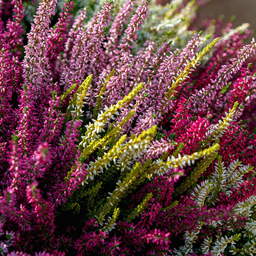 Four Seasons Heather Collection Four Seasons Heather Collection