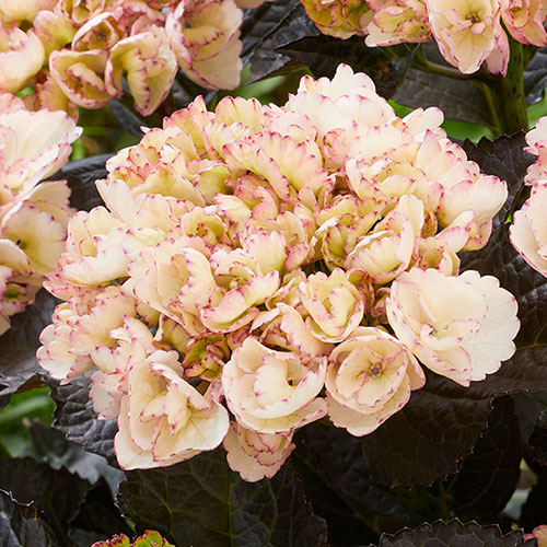 Hydrangea Black Diamonds Midnight Pearl