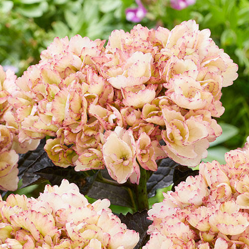 Hydrangea Black Diamonds Midnight Pearl