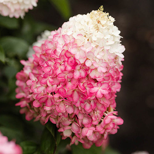 Hydrangea paniculata Living Red Velvet Hydrangea paniculata Living Red Velvet