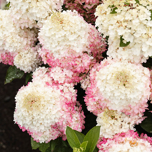 Hydrangea paniculata Living Red Velvet Hydrangea paniculata Living Red Velvet