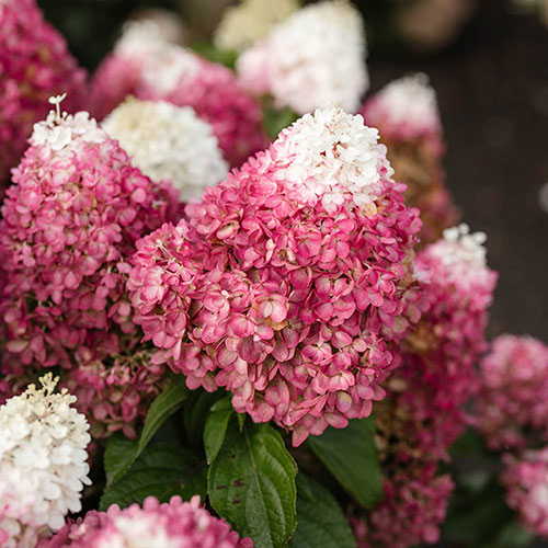 Hydrangea paniculata Living Red Velvet Hydrangea paniculata Living Red Velvet
