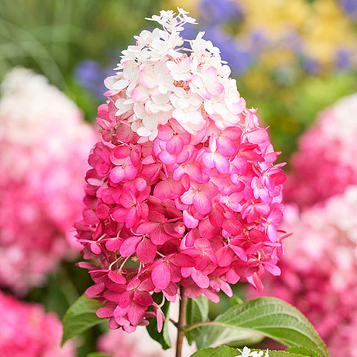 Hydrangea paniculata Living Red Velvet Hydrangea paniculata Living Red Velvet