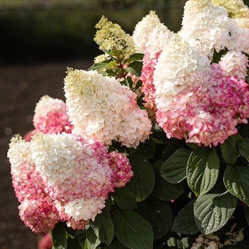 Hydrangea paniculata Living Red Velvet Hydrangea paniculata Living Red Velvet