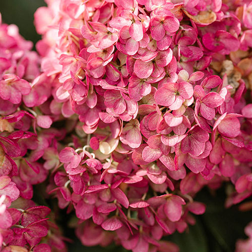 Hydrangea paniculata Living Red Velvet Hydrangea paniculata Living Red Velvet