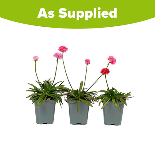 Armeria Dreameria Collection