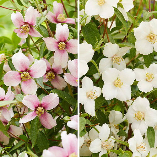 Philadelphus Petite Perfume Collection Philadelphus Petite Perfume Collection