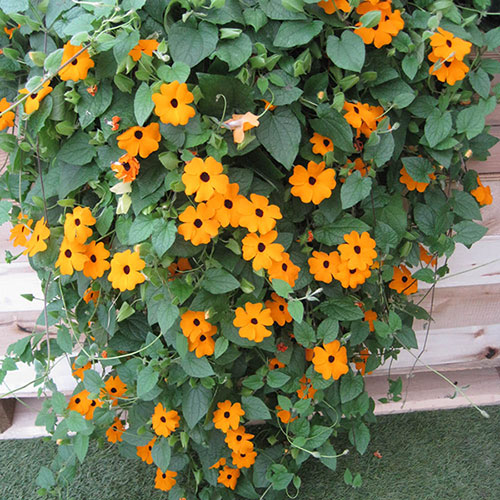 Thunbergia Sunny Susy New Orange Thunbergia Sunny Susy New Orange