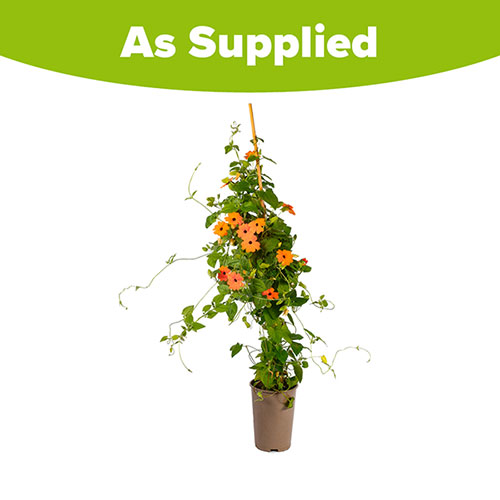 Thunbergia Sunny Susy New Orange