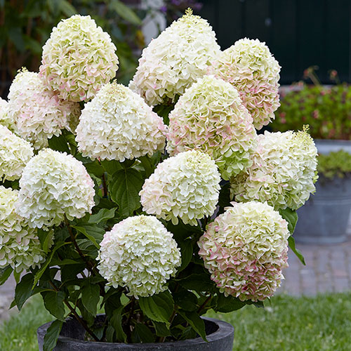 Hydrangea Living Candy Love Hydrangea Living Candy Love
