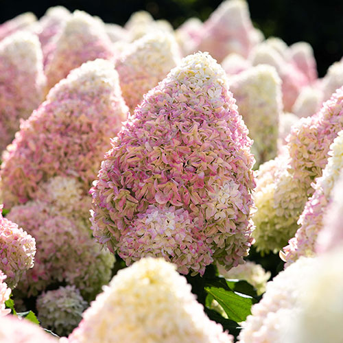 Hydrangea Living Candy Love Hydrangea Living Candy Love