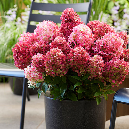 Hydrangea Living Little Rosy Hydrangea Living Little Rosy