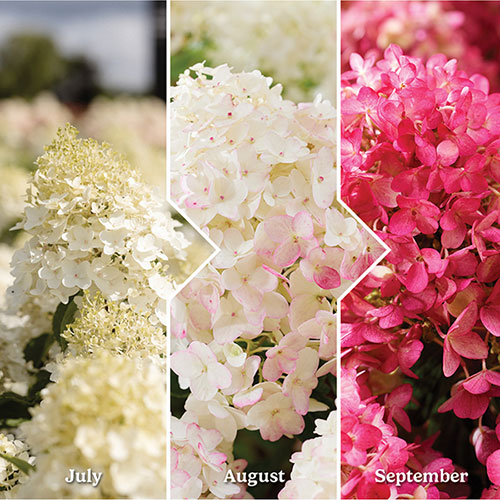 Hydrangea Living Little Rosy Hydrangea Living Little Rosy