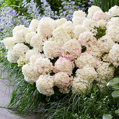 Hydrangea Living Little Rosy Hydrangea Living Little Rosy