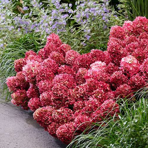Hydrangea Living Little Rosy Hydrangea Living Little Rosy