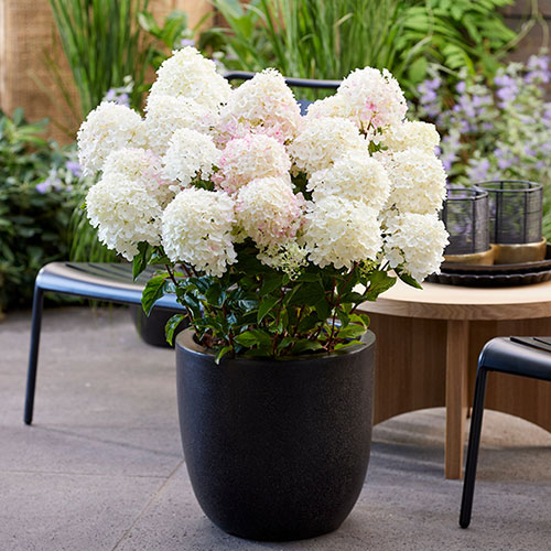 Hydrangea Living Little Rosy Hydrangea Living Little Rosy