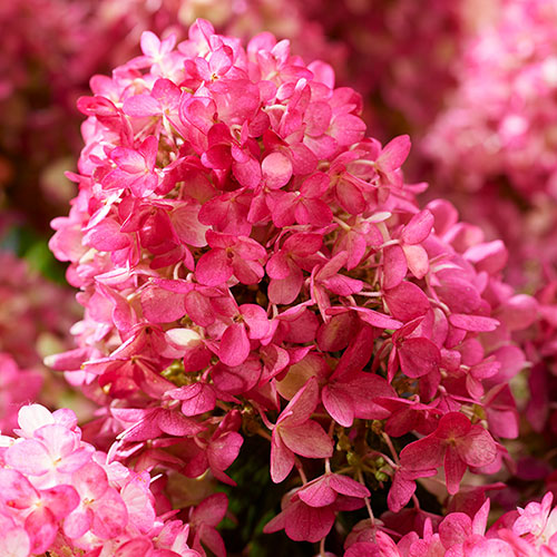 Hydrangea Living Little Rosy Hydrangea Living Little Rosy