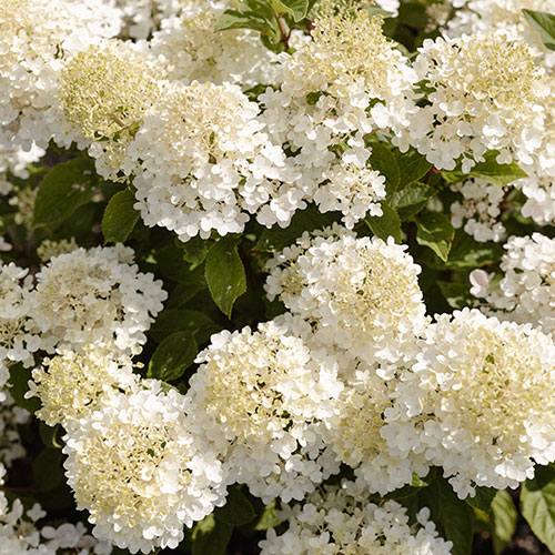 Hydrangea Living Little Rosy Hydrangea Living Little Rosy