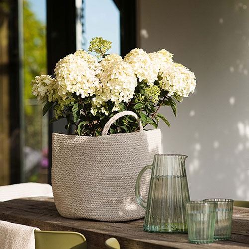 Hydrangea Living Little Rosy Hydrangea Living Little Rosy