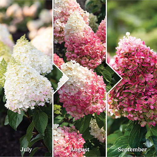Hydrangea Living Pinky Promise Hydrangea Living Pinky Promise